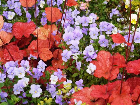 The Complete Fall Container Garden Guide In Three Steps