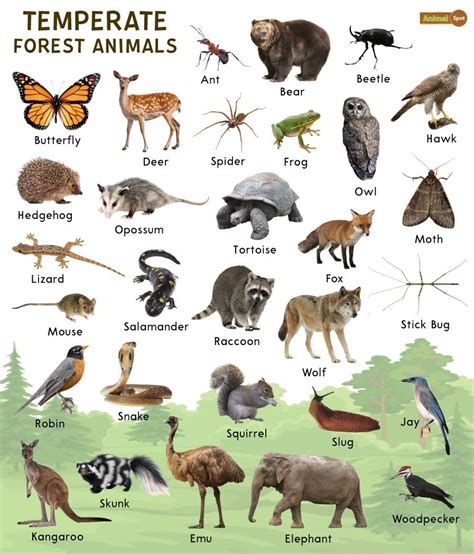 Forest Habitats Animals