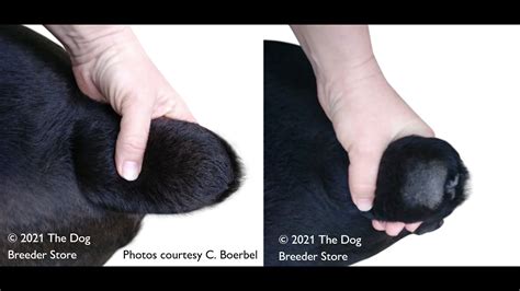 How I dock my puppies' tails painlessly in my own nursery - YouTube