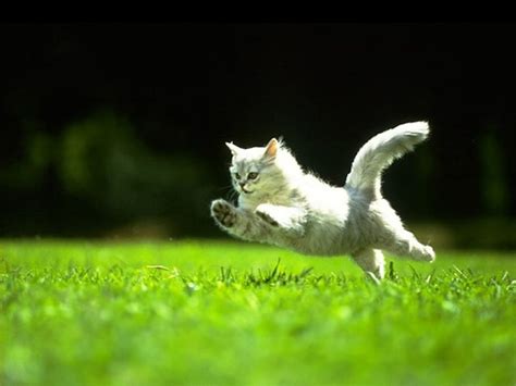Jumping Cat Cool Jumping Cat Hd Wallpaper Peakpx