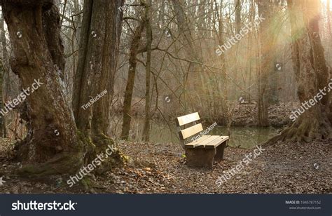 Peaceful Spot Woods Stock Photo Shutterstock