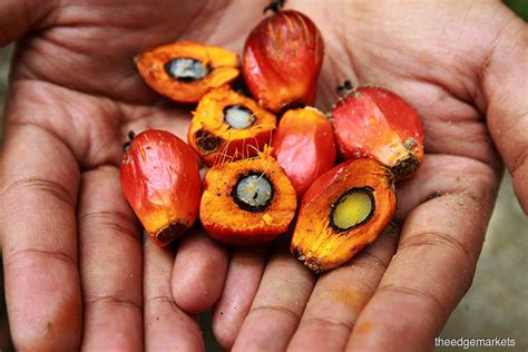 Its head office is located at selangor, malaysia. Malaysia's palm oil futures dominance challenged by ...
