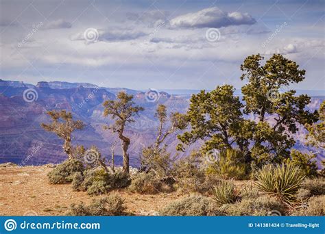 Grand Canyon And Trees Stock Photo Image Of Viewpoint 141381434