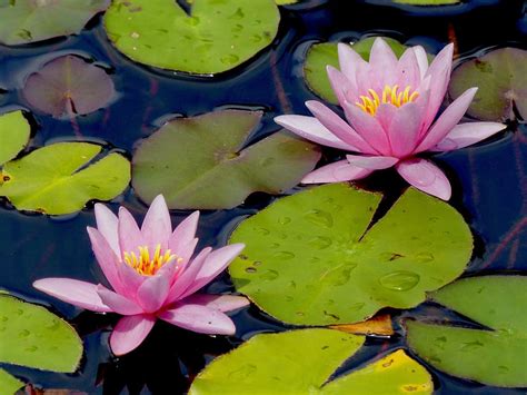 Water Lily Lily Lily Pad Flower Flowering Plant Plant Beauty In