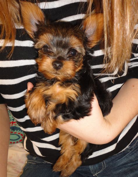 A sleep schedule for newborns and babies up to 1 year old. Courtney's AKC Yorkies: Puppies 7 weeks old!
