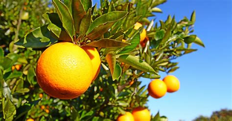 Citrus World Markets And Trade Usda Foreign Agricultural Service