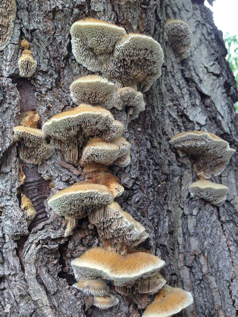 Ask Texas Tree Surgeons Are Mushrooms On My Tree A Bad Sign