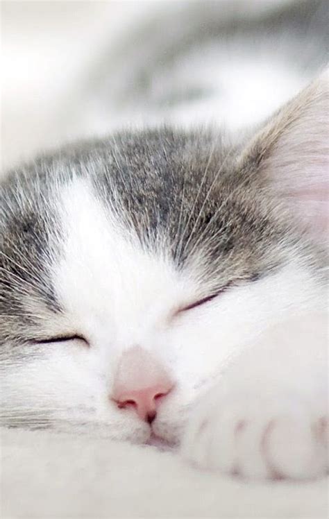 Pin By Rachy1616 On Cats 🐱 Sleeping Kitten Grey Kitten Cats