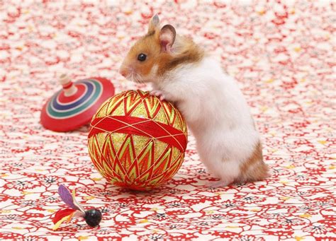 10 Interesting Facts About Hamsters