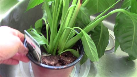 How to Revive Drooping Plant | #limpplant #needloveplant #thirstyplant