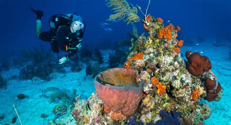 The Caribbeans Best Coral Reefs Tropixtraveler