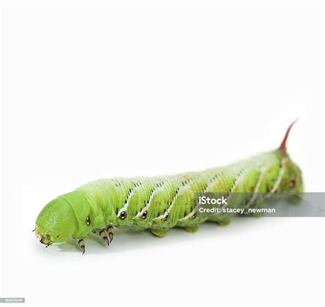 大きな緑の幼虫 芋虫のストックフォトや画像を多数ご用意 芋虫 カラー画像 タバコスズメガ Istock