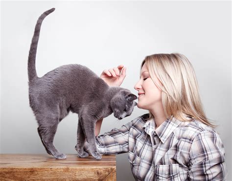 7 Gründe Warum Menschen Und Katzen Füreinander Geschaffen Sind