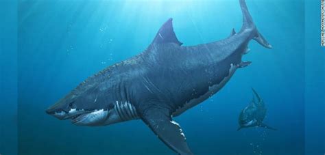 Great Whites May Have Wiped Out The Biggest Shark That Ever Lived