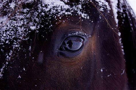 Horse Conjunctivitis Equine Pink Eye Kauffmans