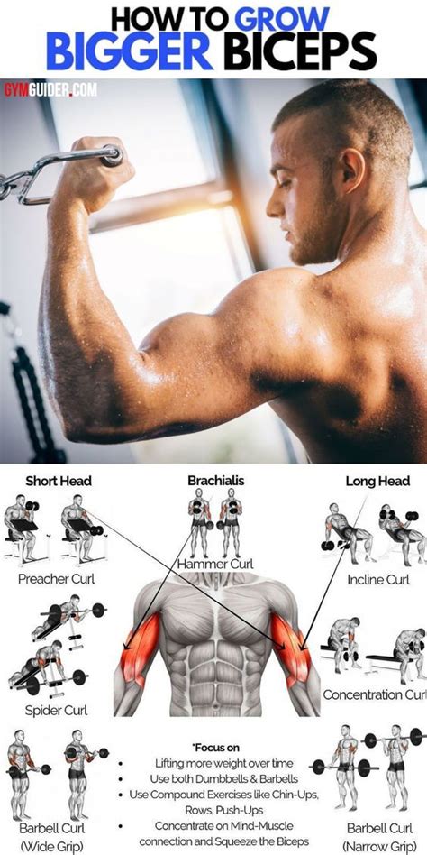 Pin On Biceps Workout