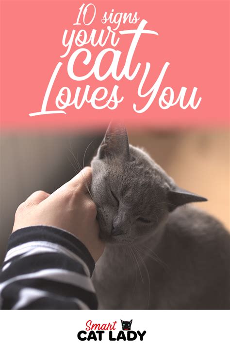 10 Signs Your Cat Loves You Cat Love Cats Cat Biting