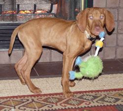 Do your research before you start looking at puppies. Vizsla Puppies For Sale - Sokoldalu Vizslas