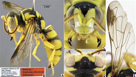 Digger Wasps Of The Genus Hoplisoides Gribodo Hymenoptera Crabronidae