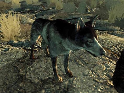 Perk can be taken so that when dogmeat dies, a puppy appears at the main door of vault 101. 8. Broken Steel (Fallout 3) - Lakebit
