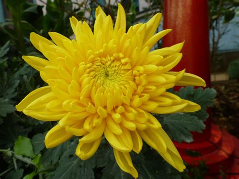 1 florist in singapore with more than four decades of experience in the hampers, flowers and gifts industry. Pin on SINGAPORE - Paradise City