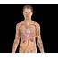 6 Organs In Torso Diagram  Anatomy Of Body Human Picture