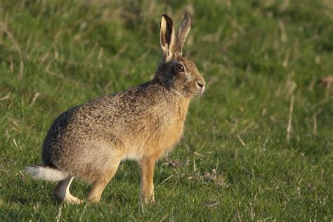 Yorkshire Field Herping And Wildlife Photography Brown Hares At Last