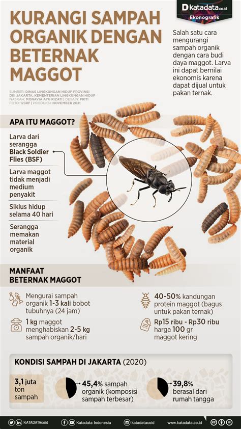 Kurangi Sampah Organik Dengan Beternak Maggot Infografik Katadata Co Id
