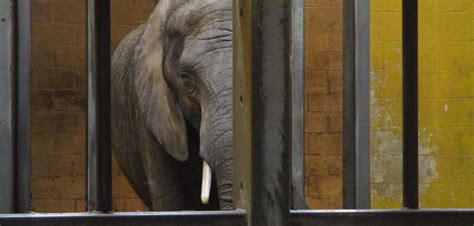 10 Worst Zoos For Elephants In 2019 Exposed