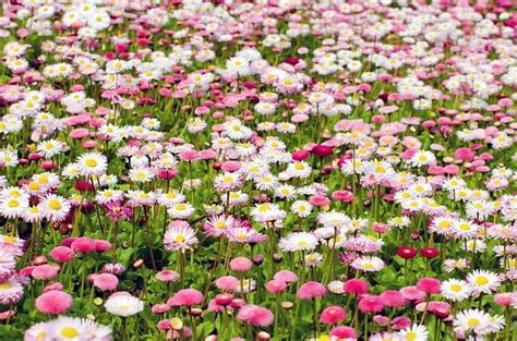 Field Of Pink And White Flowers Pictures Photos And