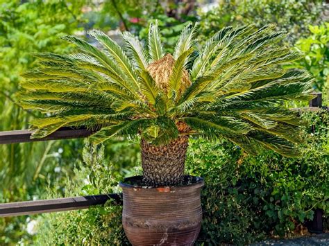 Sago Palm Transplanting Learn When And How To Repot A Sago Palm Plant