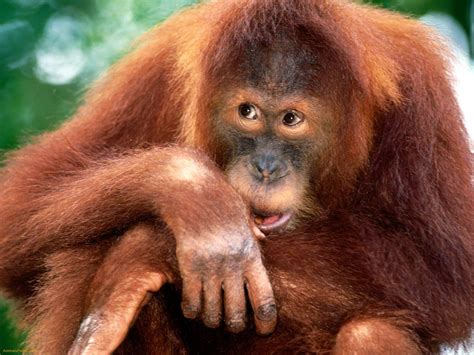 Lets Draw Endangered Species Sumatran Orangutan