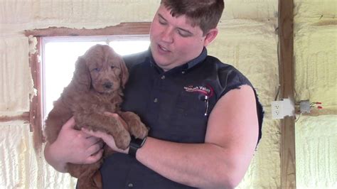 Menomonee falls, wisconsin member for: Island Grove Doodles Goldendoodle Puppies - Dark Blue ...