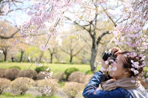 Why You Need To Visit Kyoto During Cherry Blossom Season Mapping Megan