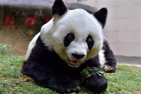 China 🇨🇳 Basi The Worlds Oldest Panda Turns 37 Years Old Daily Mail