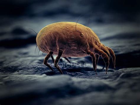 Dust Mite Parasite Microscopic Digital Illustration — Hygiene Sem