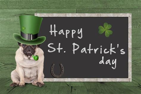 Funny St Patricks Day Pictures Image Free Download St Patricks Day Pictures St Patricks Day