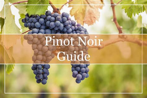 Your Essential Guide To Pinot Noir Wines Winepros
