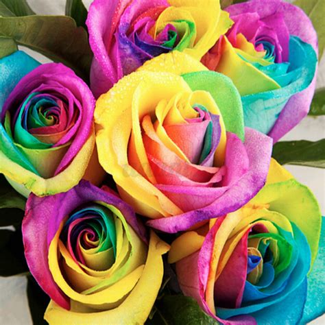 100 Multi Color Beautiful Colorful Rainbow Rose Flower Seeds Yard