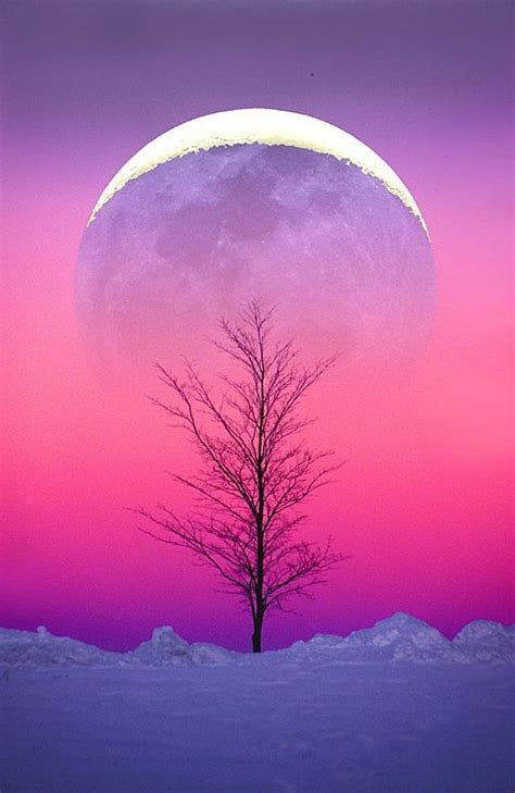 Moonrise Full Moon Moon Tree Branches Winter Snow Pink Purple