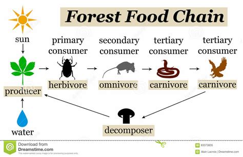 Food Chainfood Web Vocabulary Diagram Quizlet