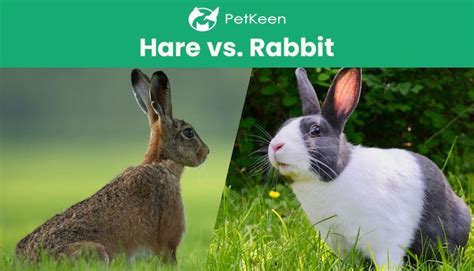 Hase Vs Kaninchen Was Ist Der Unterschied Mit Bildern Vögel 2023