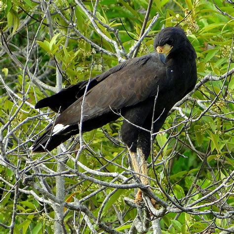 Great Black Hawk Birds Of The Colombias North Coast · Inaturalist