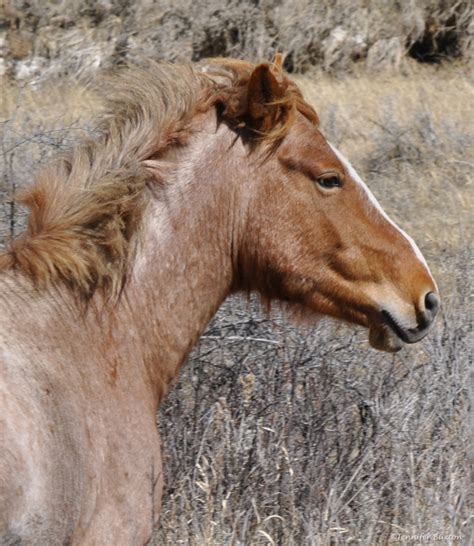 Braymere Custom Saddlery Wild Horse Hunting In Trnp Part One