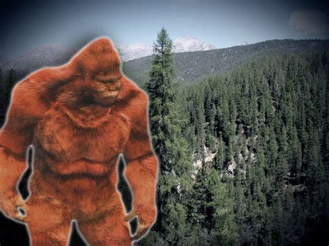 15 Reported Bigfoot Sightings In Qca Data Shows