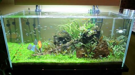 All Pond Solutions Open Top Aquarium Fish Tank 6wks Update Youtube