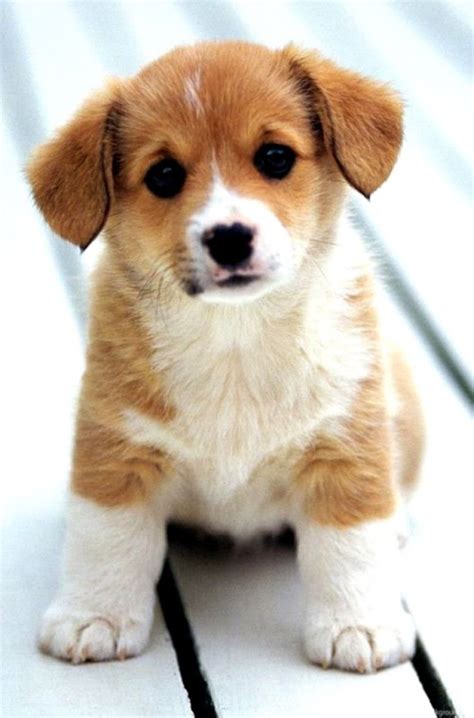 Really Cute Baby Puppies | Wallpapers Savage