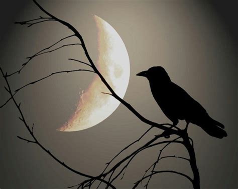 Raven In Moon Reflection Raven Art Black Bird Crows Ravens