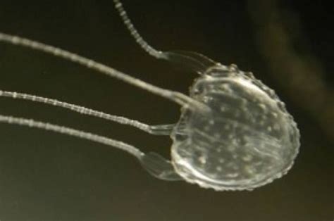 Irukandji Jellyfish Sting Video