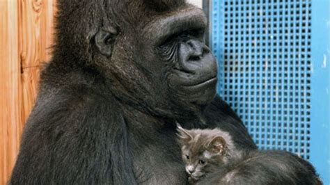 Dr Goodall Remembers Koko The Beloved Gorilla